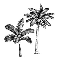 Ink sketch of palm trees.