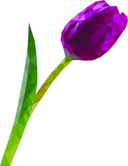 Beautiful purple vector polygon tulip