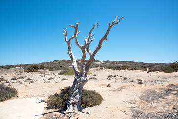 Lonely dry tree on sand beach and blue sky