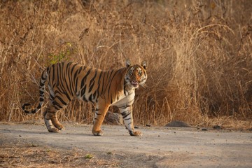 tiger in south africa