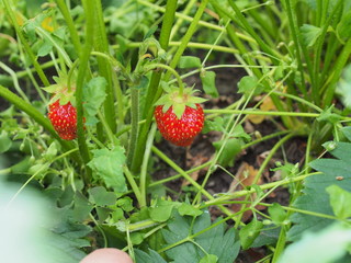 Red ripening strawberries on the bushes of the plant. Summer.