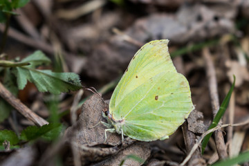 butterfly on a leaf