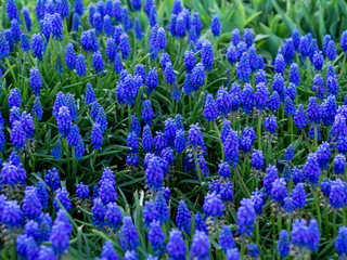 Fototapeta premium Muscari wild flower in the natural field