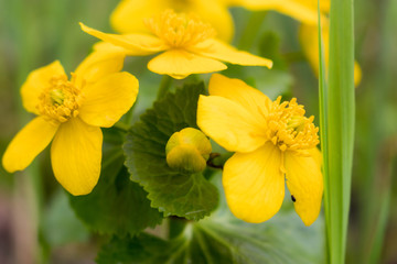 yellow flowers on green background