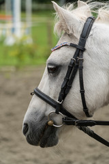 Head of a white pony with black halter taken from the side