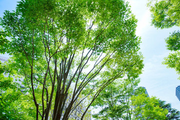 光が透過する新緑