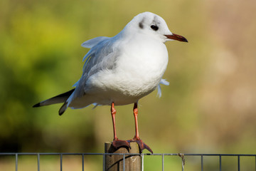 Bird 246