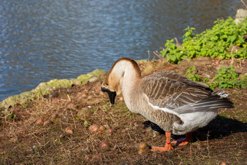 Bird 249