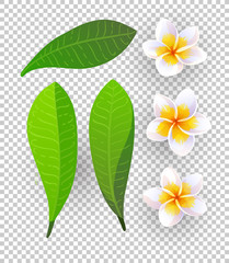 Fototapeta premium Vector illustration of plumeria flowers