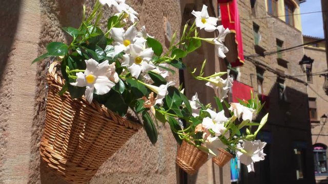 Ceramic flower pot with flowers hung on a white wall, decorating the urban space, decorative street, Old European Town of Solsona. Spain