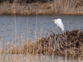 Great Egret on the banks of a lake or river