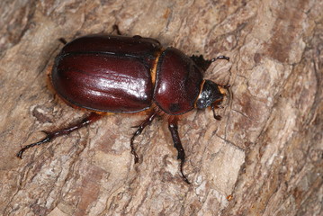 Oryctes nasicornis (Linnaeus, 1758) Nashornkäfer, Weibchen 29.06.2011 DE, NRW, Leverkusen-Opladen