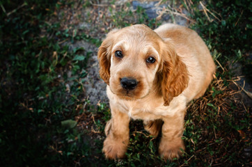 american cocker spaniel red puppy very cute eyes beautiful portrait at sunset