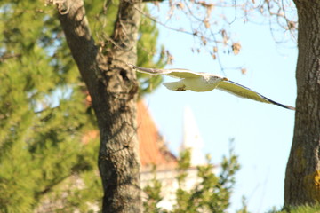 A gull flying in Lisboa sky