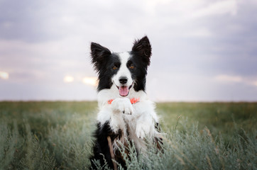 border collie dog cute funny portrait at sunset in magical lights - obrazy, fototapety, plakaty