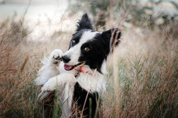 border collie dog cute funny portrait at sunset in magical lights