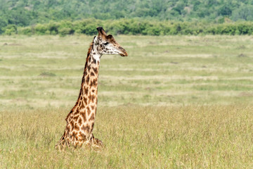 Giraffe resting in the long grass of the Masai Mara