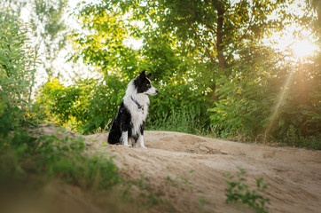 Naklejka na ściany i meble border collie dog cute funny portrait at sunset in magical lights