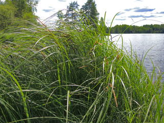 Thick tall green grass grows in water near the shore of a large lake
