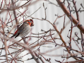 Brightly colored male house finch perched in a tree