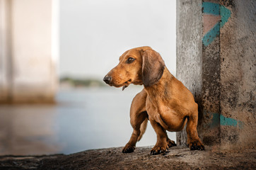 dachshund red dog beautiful portrait near the river bright background