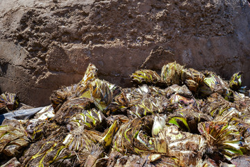 Los pedazos de agave están en el suelo junto al horno de la fabrica artesanal.
