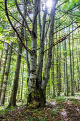 Old trees, Hrb hill, Vepor mountains, Polana, Slovakia © vrabelpeter1