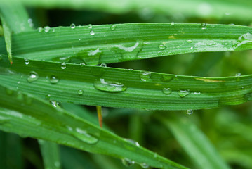 raindrops on the leaves. dew. summer