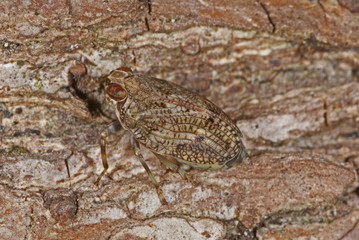 Issus coleoptratus, Fabricius, 1781 Echte Käferzikade 09.07.2011 DE, NRW, Leverkusen-OpladenSONY DSC