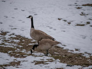 A pair of Canada geese foraging in the snowy banks of the lake