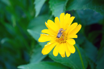 flowers in the garden. bee collects pollen. summer