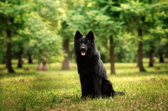 black german shepherd dog walk in green morning forest