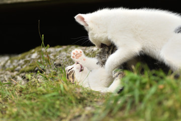 little cats jump and larking together on the grass