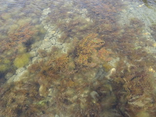seaweed in sea water