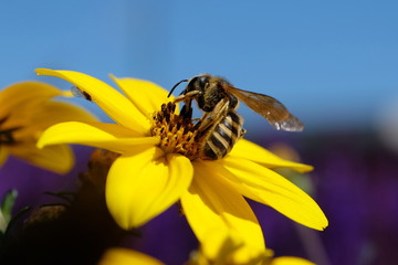 Bee on yellow blossom - Stockphoto
