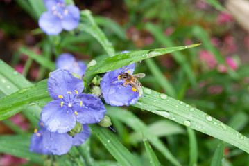 blue flowers in the garden. bee collects pollen. summer