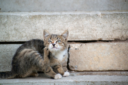 Gray and black kittens play on a good day