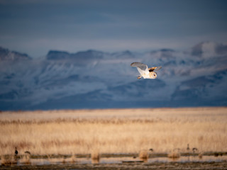 Barn owl in flight with mountains in the background