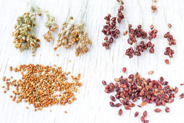 Sprigs and grains of red and yellow millet. White background