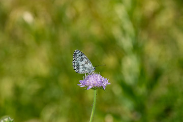 nature, meadow, green, meadow, grass, pink, flower, butterfly, "Galatea" walk, observation
