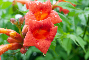 flower campsis in raindrops. summer in the garden