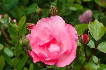 Pink rose in a garden during summer