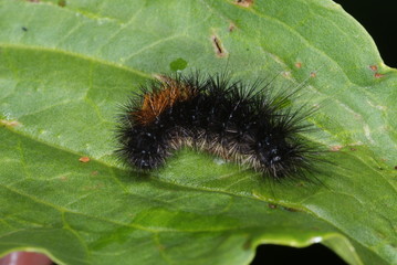 Parasemia plantaginis (LINNAEUS, 1758) Wegerichbär, Raupe 27.08.2011 DE, NRW, Wuppertal-Beyenburg,e.o.