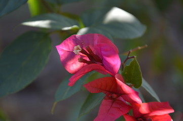 nature