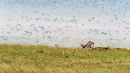 Naklejka na ściany i meble Adult cheetah stretching and yawning in the Masai Mara,