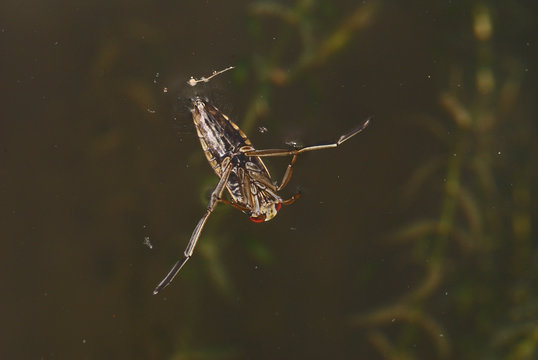 Notonecta glauca Gemeiner R&uuml;ckenschwimmer 10.07.2011 DE, NRW, LeichlingenSONY DSC