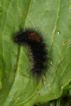 Parasemia plantaginis (LINNAEUS, 1758) Wegerichb&auml;r, Raupe 27.08.2011 DE, NRW, Wuppertal-Beyenburg,e.o.
