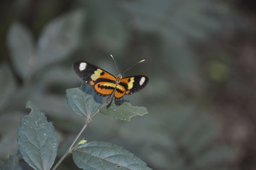 butterfly on flower
