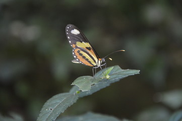 butterfly on a flower