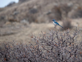 Scrub jay perched on a tree